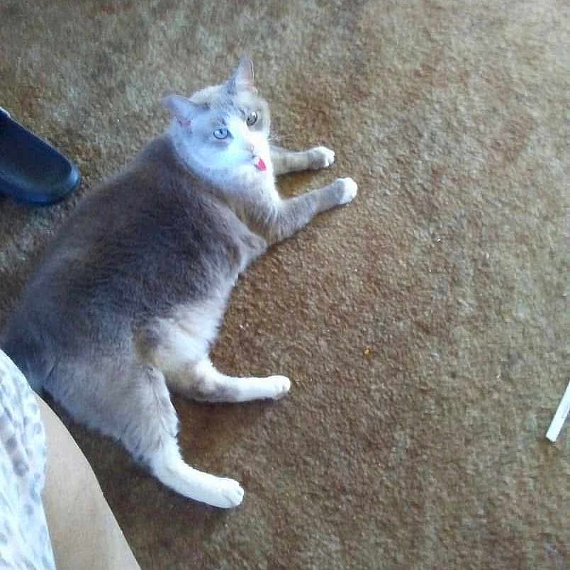 Gracie joined the competition — help win amazing prizes! animal, carpet, cat, chair_leg, cute, domestic_cat, floor, funny, furry, gray_cat, home_interior, indoor, lying_down, person_leg, pet, pet_animal, relaxed, resting, tongue_out, white_paws