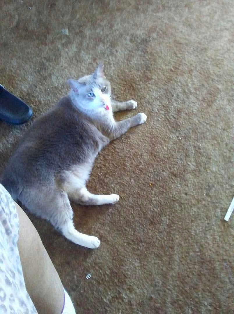 Gracie joined the competition — help win amazing prizes! cat, carpet, indoor, pet, animal, lying_down, tongue_out, furry, gray_cat, white_paws, relaxed, home_interior, chair_leg, person_leg, floor, domestic_cat, cute, funny, pet_animal, resting