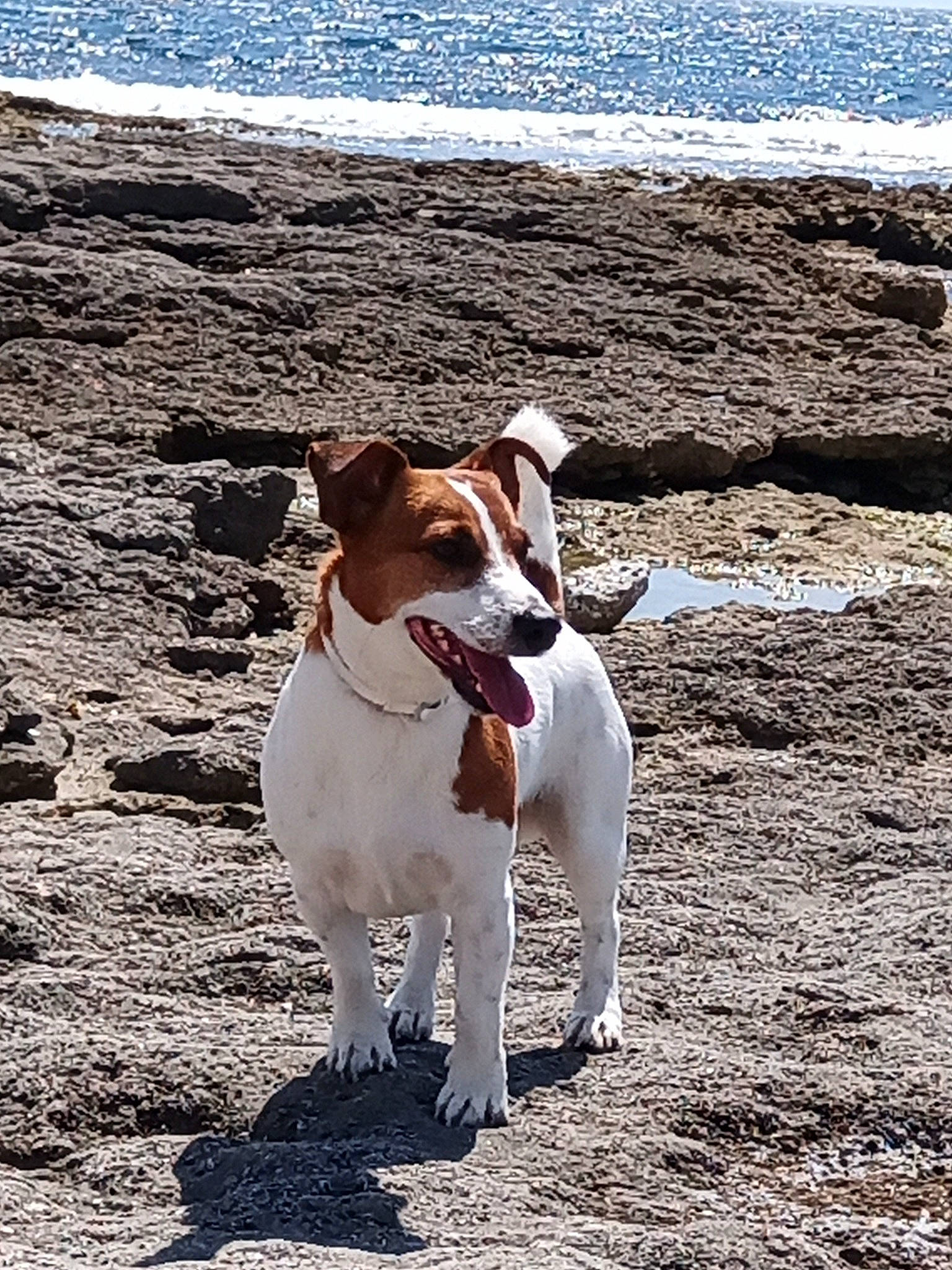 Denzel participe au concours pour gagner de l'argent avec cette photo : beach, canidae, carnivore, collar, companion_dog, dog, dog_breed, dog_collar, fawn, hunting_dog, landscape, non_sporting_group, ocean, sand, sporting_group, terrier, walking, water, wood, working_animal