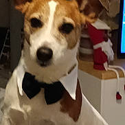 Denzel participe au concours pour gagner de l'argent avec cette photo : animal, blur, bow_tie, brown, canine, collar, cute, decor, dog, ears, face, furniture, home, indoor, mammal, nose, pet, portrait, sitting, white