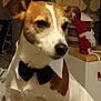 animal, background, bow_tie, brown_and_white, canine, close_up, collar, companion, cute, decor, dog, domestic_animal, furniture, holiday, household, indoor, mammal, pet, portrait, santa_figure
