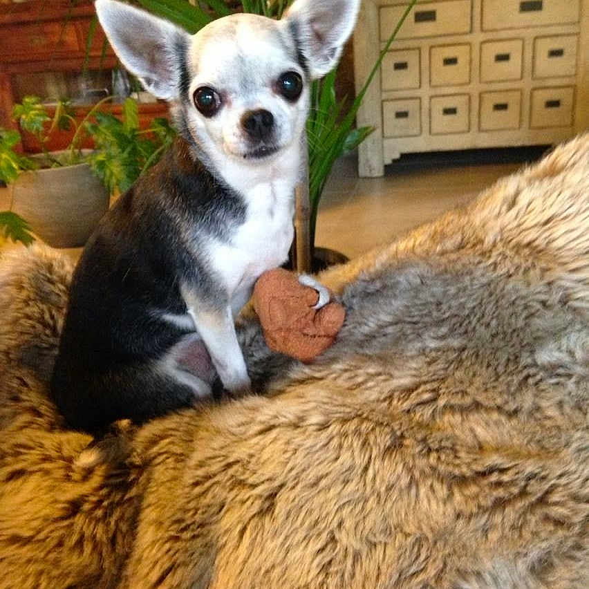 Chica