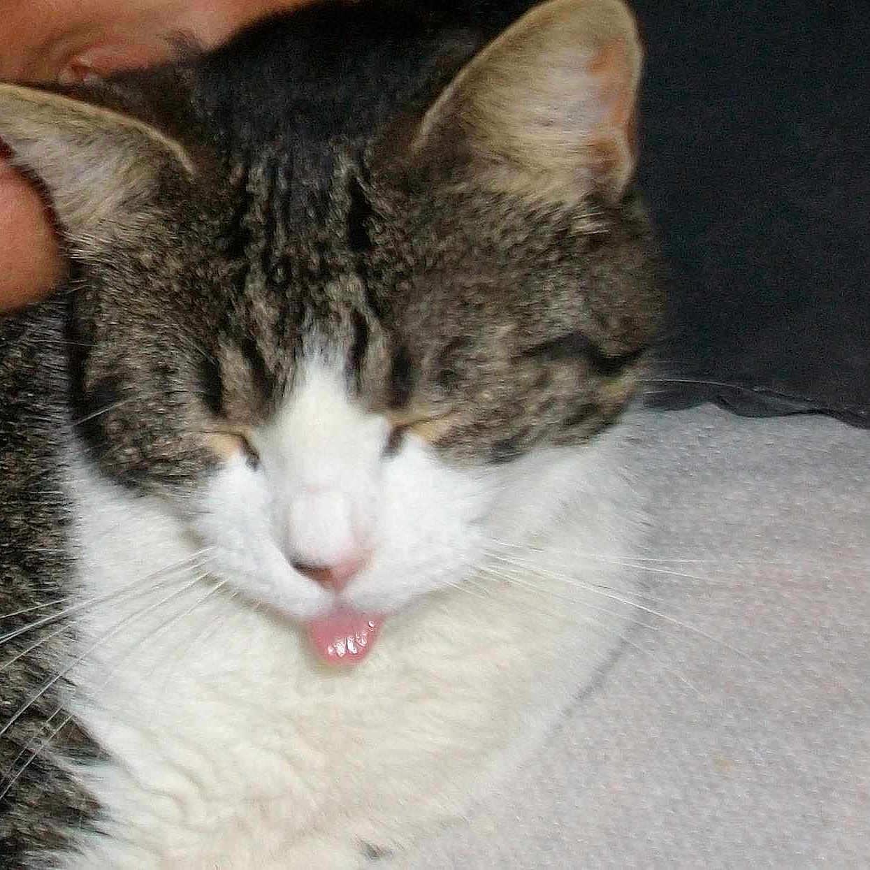 Kali