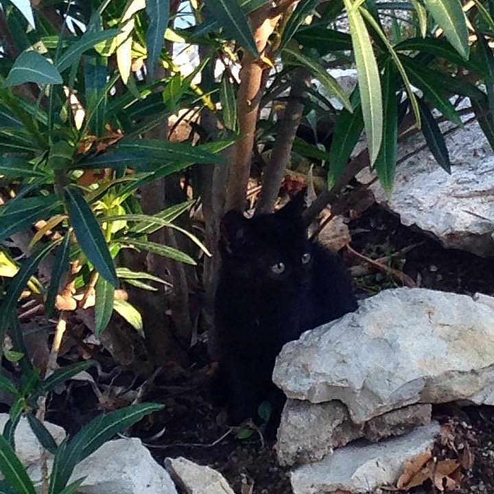 chipie a rejoint le concours — aidez-le/la à gagner de superbes lots !