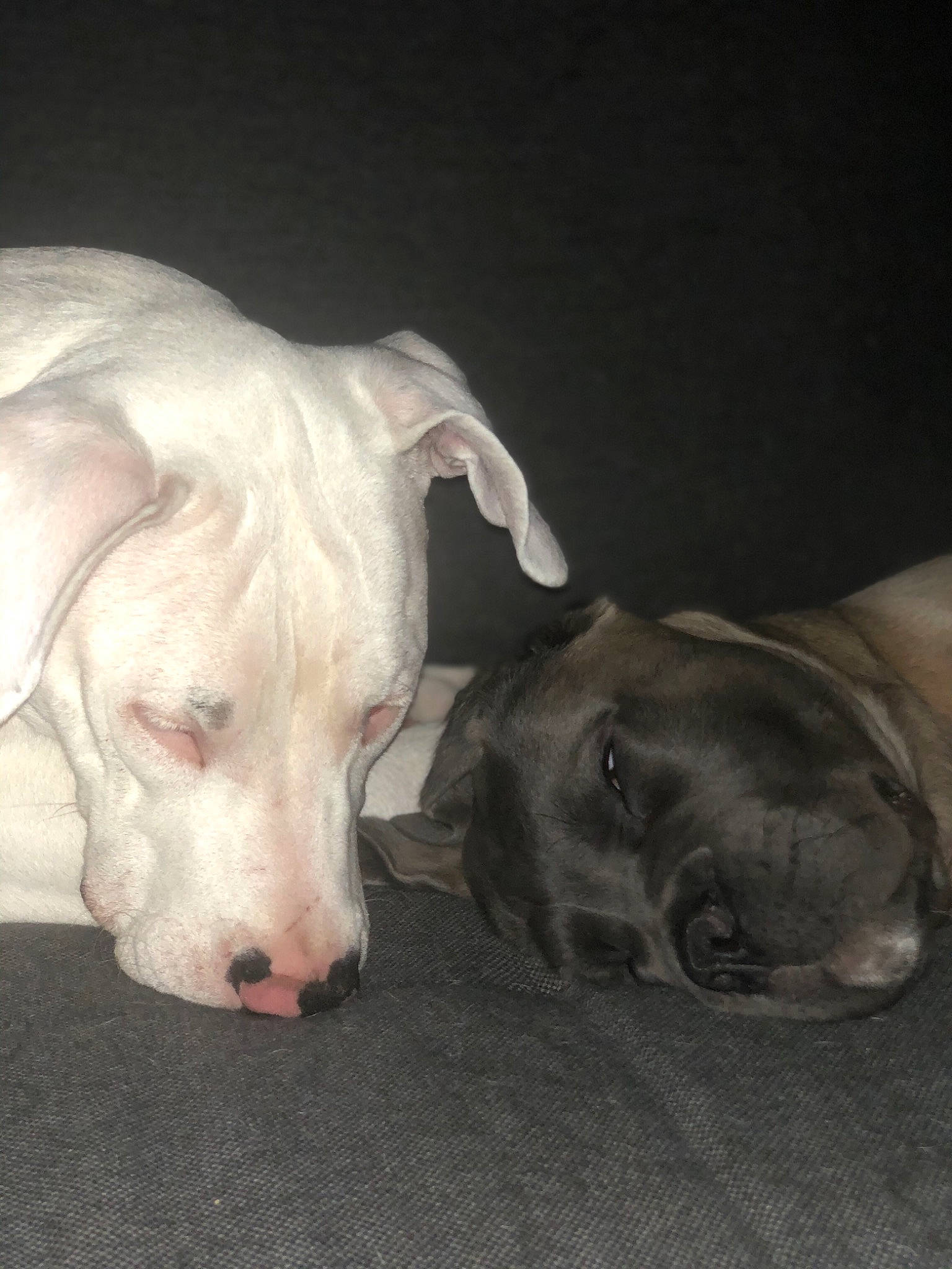 Alpha a rejoint le concours — aidez-le/la à gagner de superbes lots ! american_bulldog, american_pit_bull_terrier, bully_kutta, canidae, carnivore, dog, dog_breed, dogo_argentino, dogo_guatemalteco, ear, fawn, guard_dog, mammal, non_sporting_group, nose, pit_bull, snout, sporting_group, tail, vertebrate