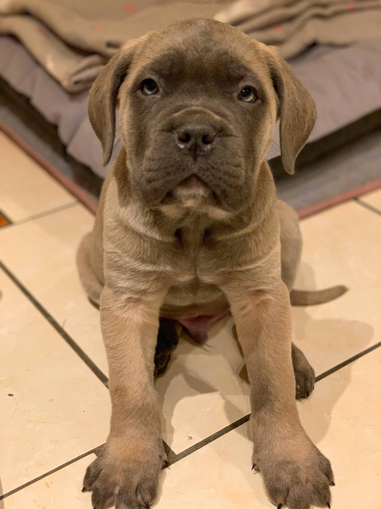 Alpha participe au concours pour gagner de l'argent avec cette photo : ancient_dog_breeds, cane_corso, canidae, carnivore, companion_dog, dog, dog_breed, fawn, korean_mastiff, mammal, molosser, neapolitan_mastiff, non_sporting_group, ori_pei, puppy, snout, sporting_group, vertebrate, working_dog, wrinkle