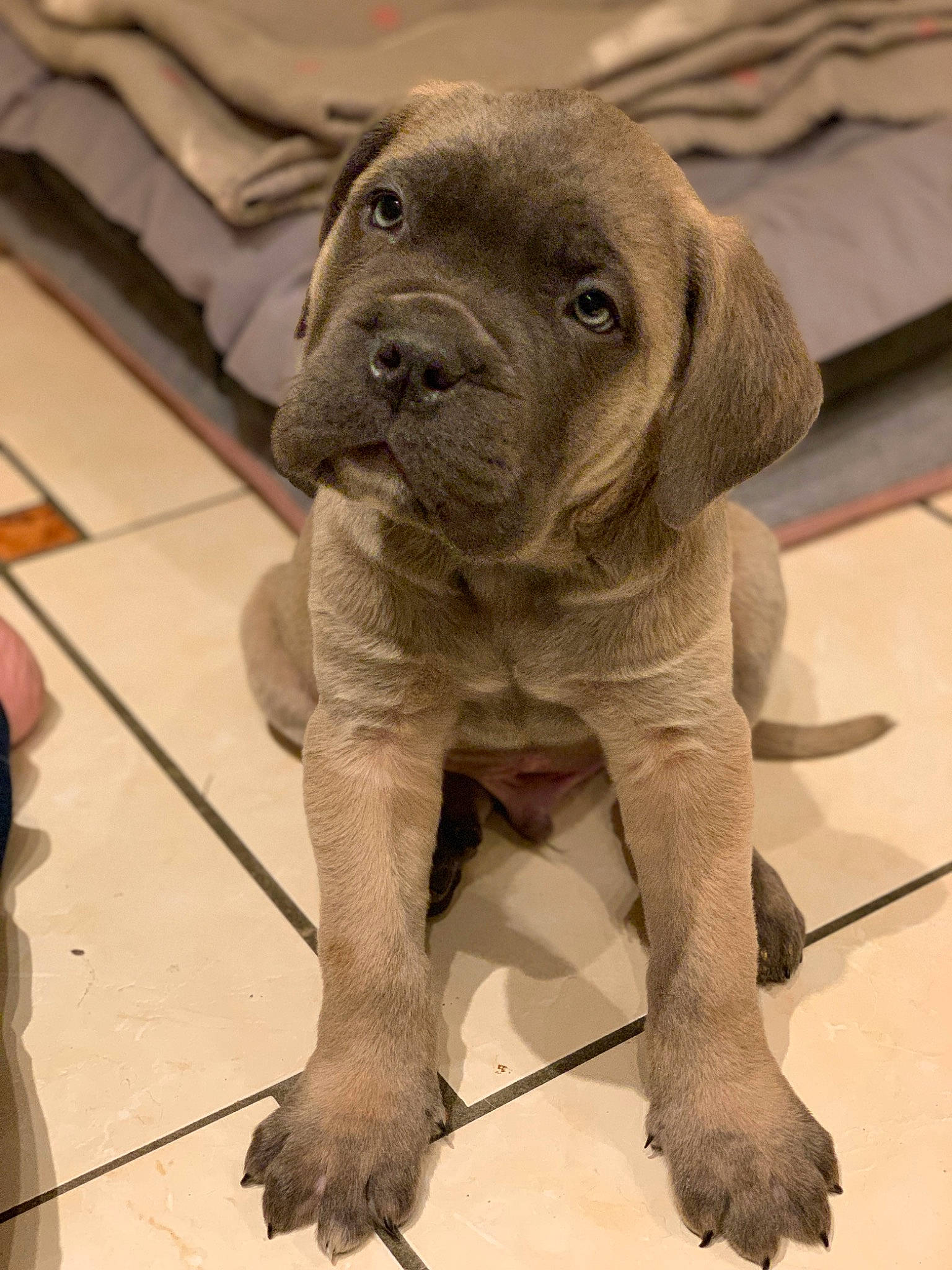 Alpha participe au concours pour gagner de l'argent avec cette photo : cane_corso, canidae, carnivore, dog, dog_breed, fawn, fila_brasileiro, great_dane, guard_dog, korean_mastiff, mammal, molosser, puppy, snout, sporting_group, vertebrate, wrinkle