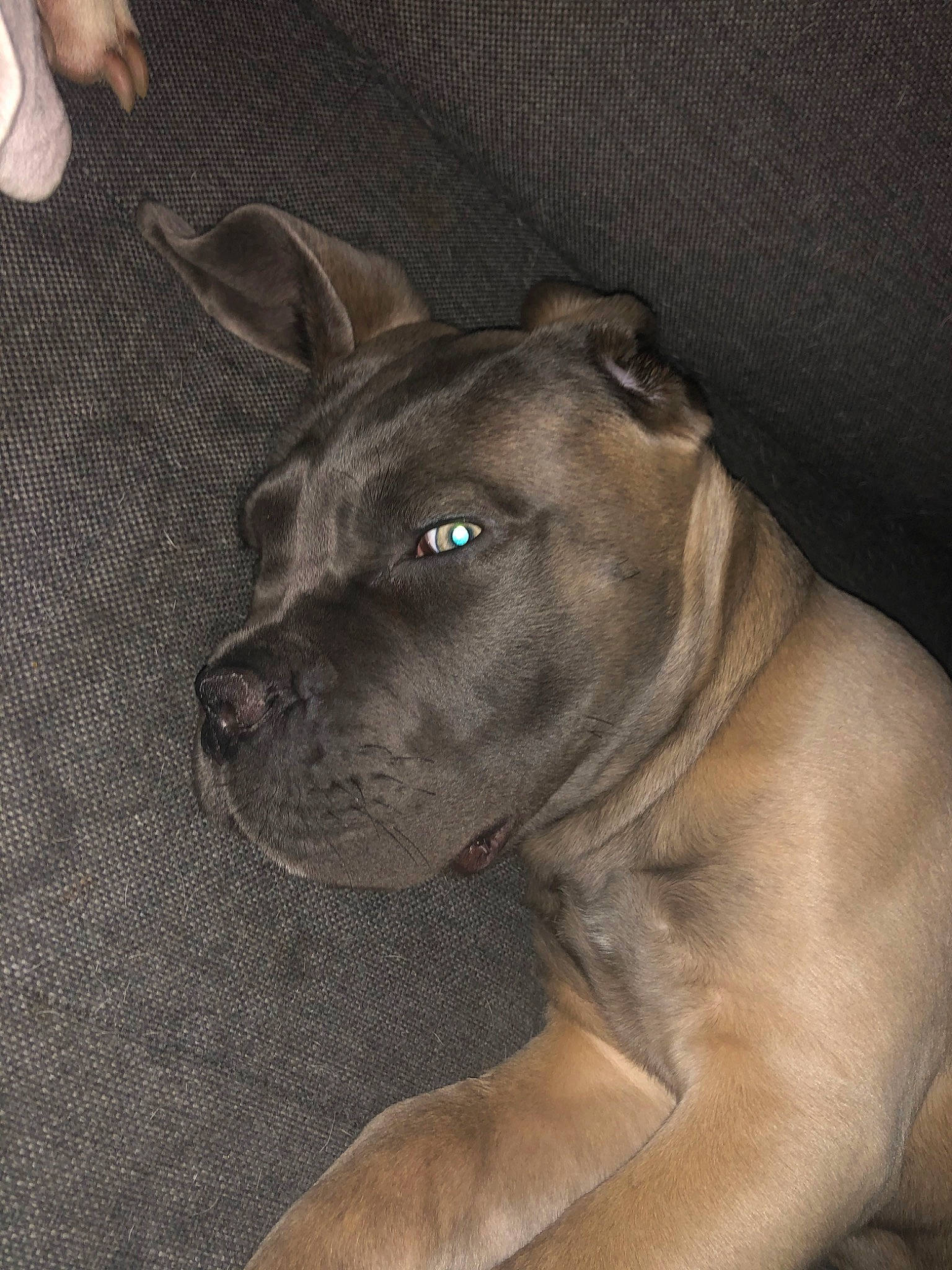 Alpha participe au concours pour gagner de l'argent avec cette photo : american_pit_bull_terrier, american_staffordshire_terrier, bandog, bull_and_terrier, bullmastiff, cane_corso, canidae, carnivore, dog, dog_breed, ear, fawn, mammal, molosser, non_sporting_group, pit_bull, snout, staffordshire_bull_terrier, vertebrate