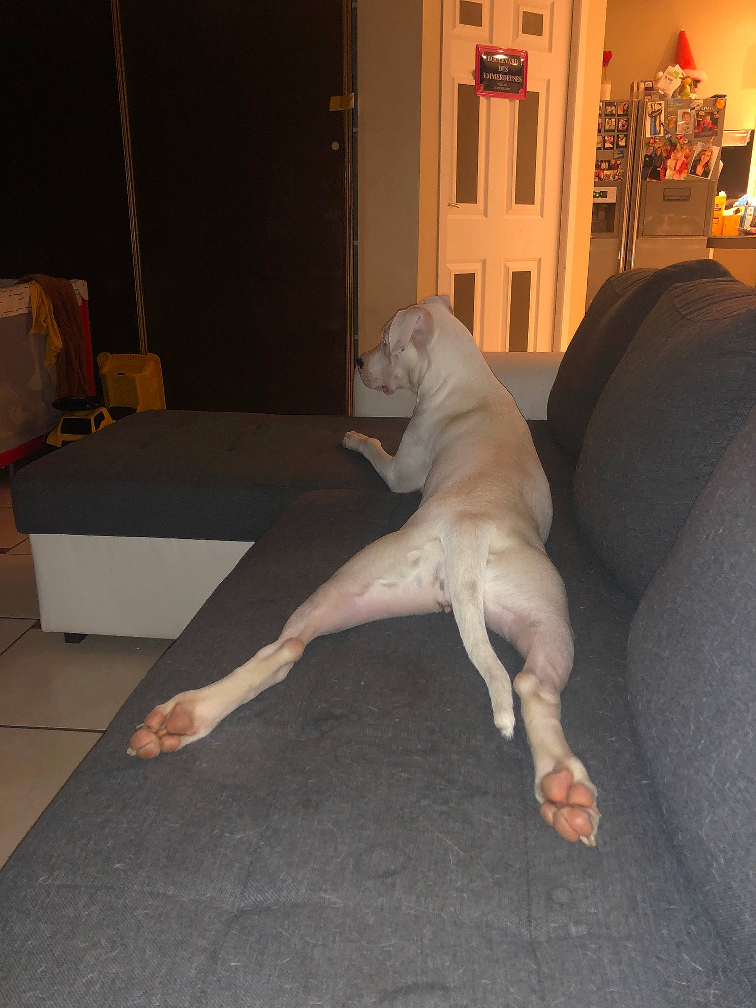 Kaïna participe au concours pour gagner de l'argent avec cette photo : american_bulldog, canidae, carnivore, dog, dog_breed, dogo_argentino, dogo_guatemalteco, fawn, floor, guard_dog, non_sporting_group, sporting_group, tail