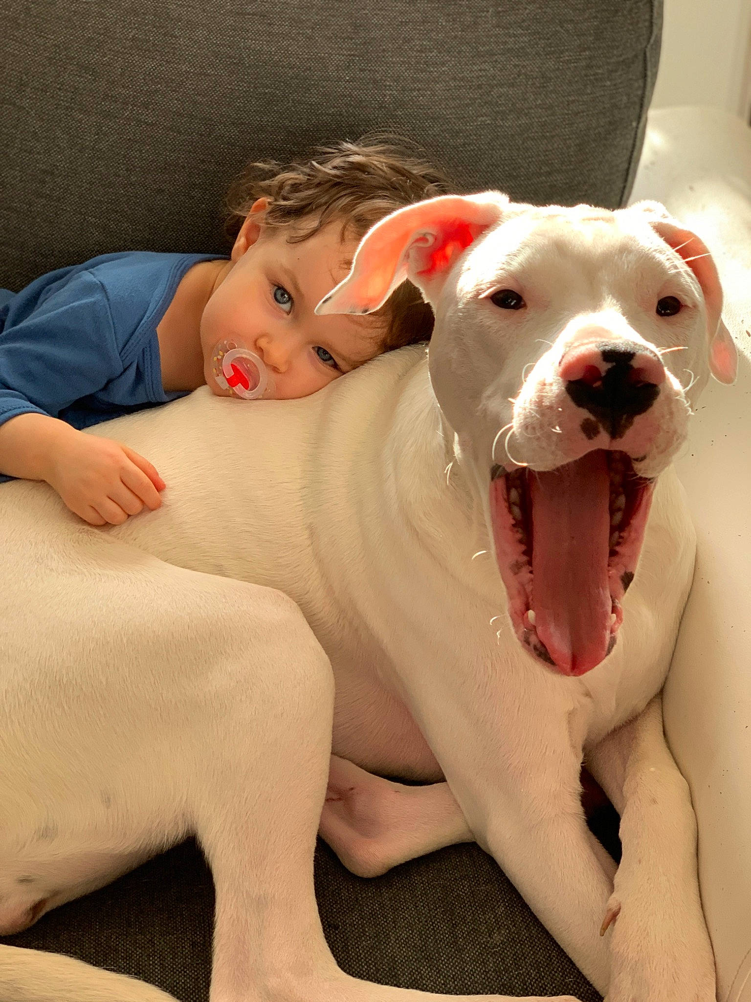 Kaïna a rejoint le concours — aidez-le/la à gagner de superbes lots ! american_bulldog, canidae, carnivore, cordoba_fighting_dog, dog, dog_breed, dogo_argentino, dogo_guatemalteco, fawn, guard_dog, mammal, non_sporting_group, nose, old_english_terrier, rare_breed_dog, skin, snout, valley_bulldog, vertebrate