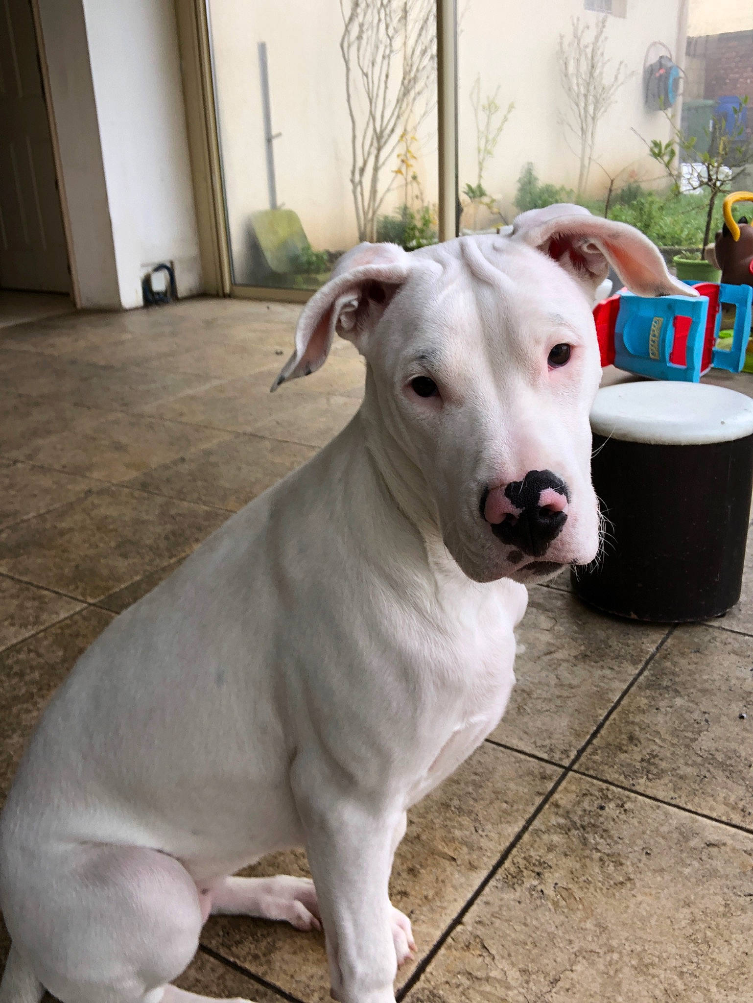 Kaïna participe au concours pour gagner de l'argent avec cette photo : american_bulldog, american_pit_bull_terrier, bull_and_terrier, bully_kutta, canidae, carnivore, cordoba_fighting_dog, dog, dog_breed, dogo_argentino, dogo_guatemalteco, fawn, gull_terr, mammal, non_sporting_group, old_english_terrier, pit_bull, rare_breed_dog, snout, vertebrate