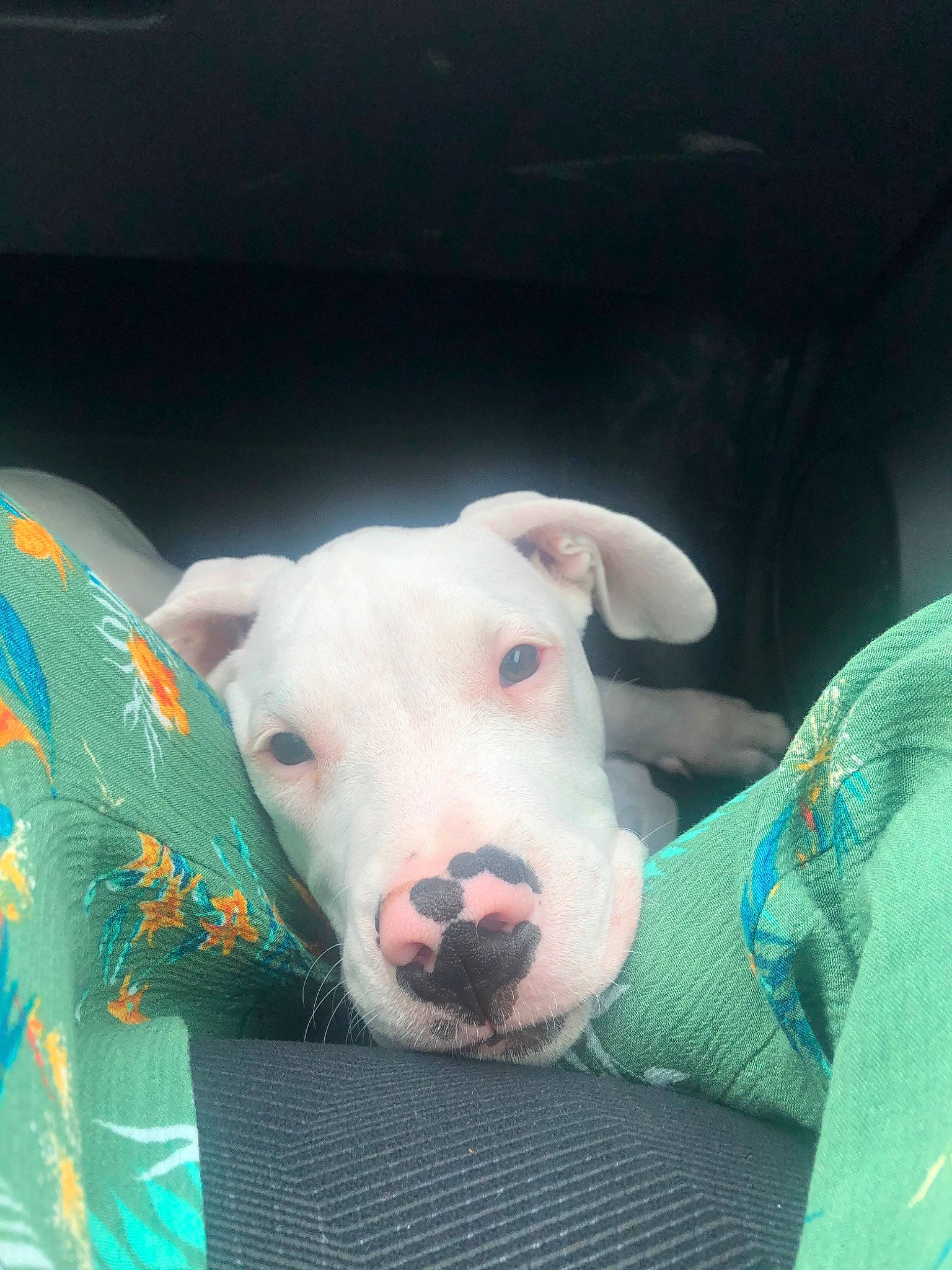 Kaïna a rejoint le concours — aidez-le/la à gagner de superbes lots ! american_pit_bull_terrier, bull_and_terrier, bull_terrier, bull_terrier_miniature, canidae, carnivore, dog, dog_breed, dogo_argentino, dogo_guatemalteco, guard_dog, gull_terr, mammal, non_sporting_group, nose, old_english_terrier, pit_bull, rare_breed_dog, snout, vertebrate