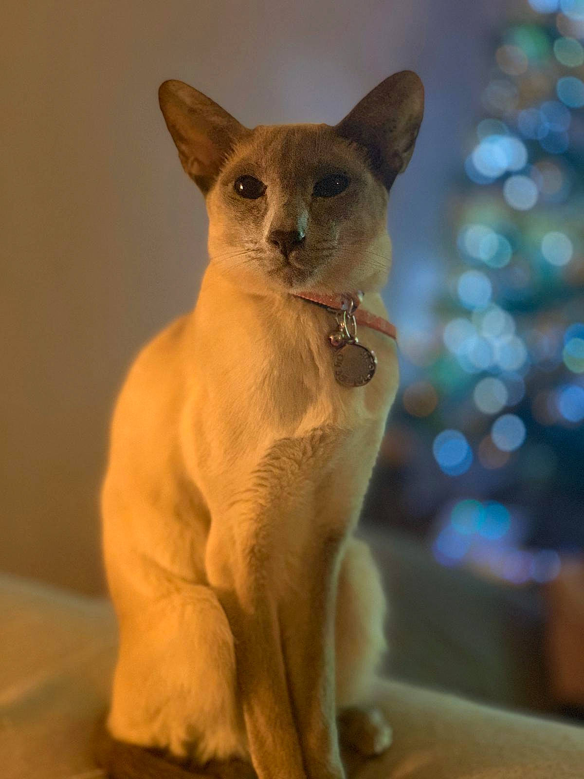 Chilli joined the competition — help win amazing prizes! asian, balinese, burmese, carnivore, cat, colorpoint_shorthair, fawn, felidae, javanese, mammal, oriental_shorthair, siamese, small_to_medium_sized_cats, snout, thai, tonkinese, vertebrate, whiskers