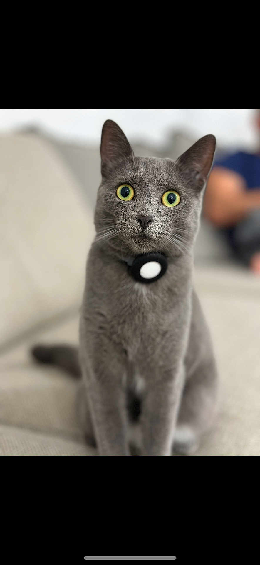 Kiara participe au concours pour gagner de l'argent avec cette photo : cat, gray_cat, pet, indoor, couch, collar, yellow_eyes, feline, animal, domestic_animal, sitting, curious, close_up, blurred_background, living_room, furry, whiskers, ears, nose, tail