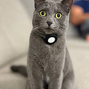Kiara joined the competition — help win amazing prizes! cat, gray_cat, pet, animal, feline, sitting, collar, indoor, couch, furniture, yellow_eyes, whiskers, closeup, portrait, curious, domestic_animal, soft_light, blurred_background, focused, alert