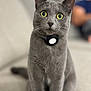 cat, gray_cat, pet, animal, feline, sitting, collar, indoor, couch, furniture, yellow_eyes, whiskers, closeup, portrait, curious, domestic_animal, soft_light, blurred_background, focused, alert