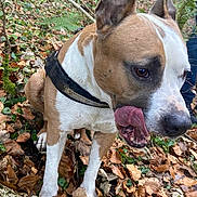 Niro participe au concours pour gagner de l'argent avec cette photo : dog, animal, forest, leaves, outdoor, nature, brown, white, collar, ears, tongue, playful, cute, pet, canine, wild, tree, ground, closeup, tongue_out