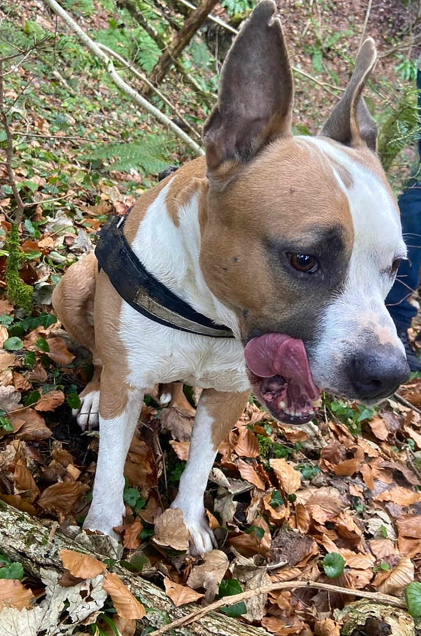 Niro participe au concours pour gagner de l'argent avec cette photo : dog, animal, forest, leaves, outdoor, nature, brown, white, collar, ears, tongue, playful, cute, pet, canine, wild, tree, ground, closeup, tongue_out