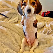 T-Rex joined the competition — help win amazing prizes! puppy, beagle, dog, sitting, blanket, bedroom, indoors, cute, pet, fur, animal, small, young, looking, front_view, ears, nose, whiskers, expression, cozy