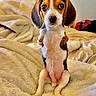puppy, beagle, dog, sitting, blanket, bedroom, indoors, cute, pet, fur, animal, small, young, looking, front_view, ears, nose, whiskers, expression, cozy