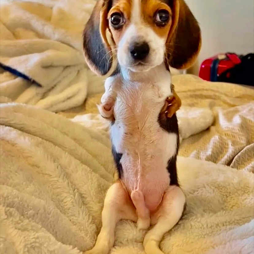 T-Rex joined the competition — help win amazing prizes! puppy, beagle, dog, sitting, blanket, bedroom, indoors, cute, pet, fur, animal, small, young, looking, front_view, ears, nose, whiskers, expression, cozy