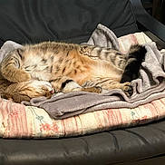 Maiko participe au concours pour gagner de l'argent avec cette photo : animal, blanket, canine, cat, couch, dog, dogbed, egyptiancat, furniture, kitten, person, pet, sleeping