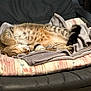 animal, blanket, canine, cat, couch, dog, dogbed, egyptiancat, furniture, kitten, person, pet, sleeping