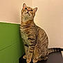 Maiko a rejoint le concours — aidez-le/la à gagner de superbes lots ! abyssinian, angora, animal, architecture, building, cat, drawer, furniture, hardwood, kitten, manx, pet, plywood, shelf, siamese, wall, wood