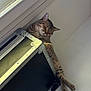 Maiko a rejoint le concours — aidez-le/la à gagner de superbes lots ! abyssinian, animal, architecture, building, cat, desk, drawer, furniture, hardwood, housing, indoors, kitten, manx, person, pet, sleeping, table, window, windowsill, wood