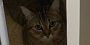 Maiko a rejoint le concours — aidez-le/la à gagner de superbes lots ! abyssinian, animal, cat, closet, cupboard, drawer, egyptiancat, furniture, hardwood, kitten, manx, pet, plywood, shelf, wood