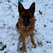 Olween a rejoint le concours — aidez-le/la à gagner de superbes lots ! dog, german_shepherd, snow, outdoor, pet, canine, winter, animal, grass, play, toy, fur, ears, collar, tongue, sitting, nature, mammal, friendly, cute
