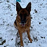 dog, german_shepherd, snow, outdoor, pet, canine, winter, animal, grass, play, toy, fur, ears, collar, tongue, sitting, nature, mammal, friendly, cute