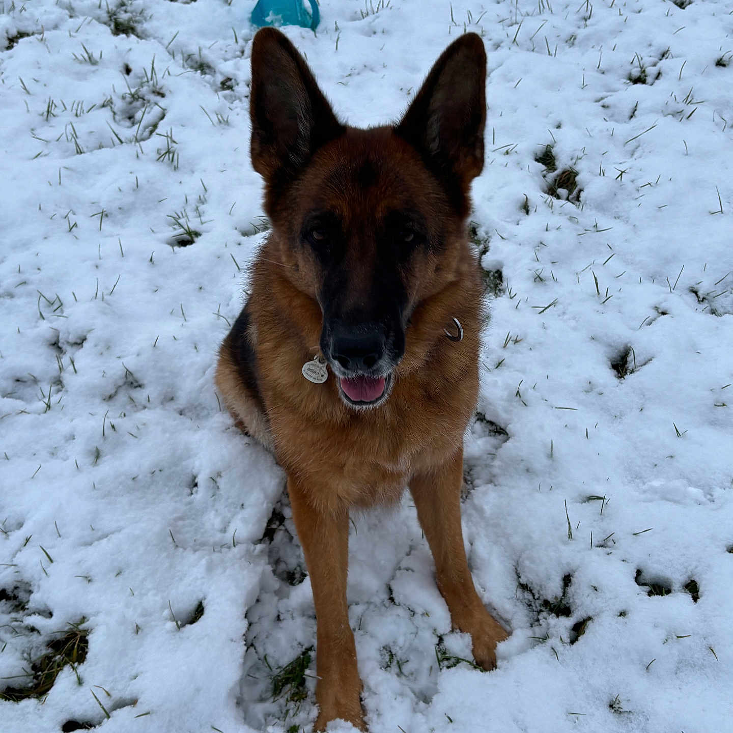 Olween a rejoint le concours — aidez-le/la à gagner de superbes lots ! dog, german_shepherd, snow, outdoor, pet, canine, winter, animal, grass, play, toy, fur, ears, collar, tongue, sitting, nature, mammal, friendly, cute
