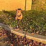 dog, brown_dog, grass, fallen_leaves, curb, sidewalk, brick_wall, outdoor, sunlight, autumn, nature, pet, animal, collar, daylight, relaxed, canine, leaf_litter, shadow, park