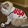 cat, fluffy, pet, indoor, carpet, soccer_ball, clothing, jersey, usa, white, gray, animal, feline, sport, toy, cute, domestic, mammal, fur, tail