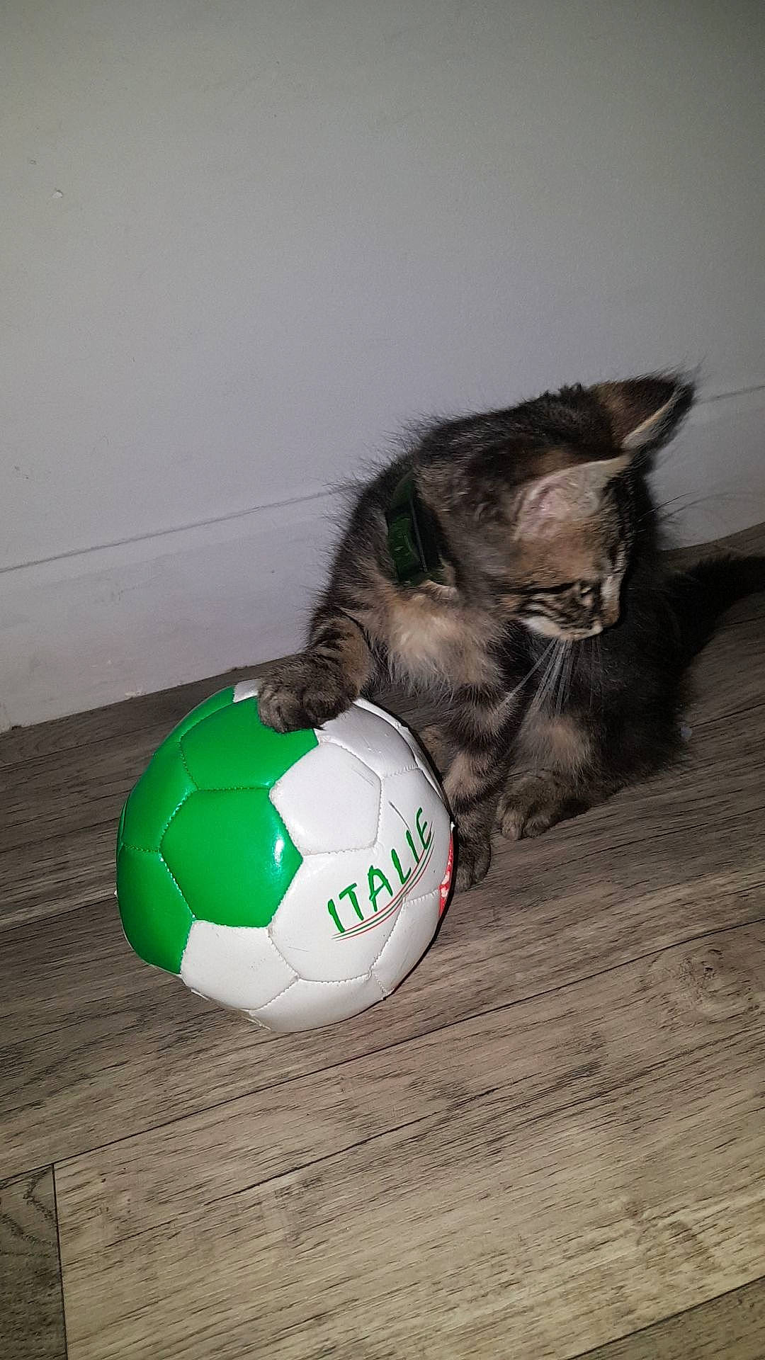 Bambino a rejoint le concours — aidez-le/la à gagner de superbes lots ! ball, carnivore, cat, cat_toy, domestic_short_haired_cat, european_shorthair, felidae, green, kitten, norwegian_forest_cat, small_to_medium_sized_cats, soccer_ball, tail, whiskers