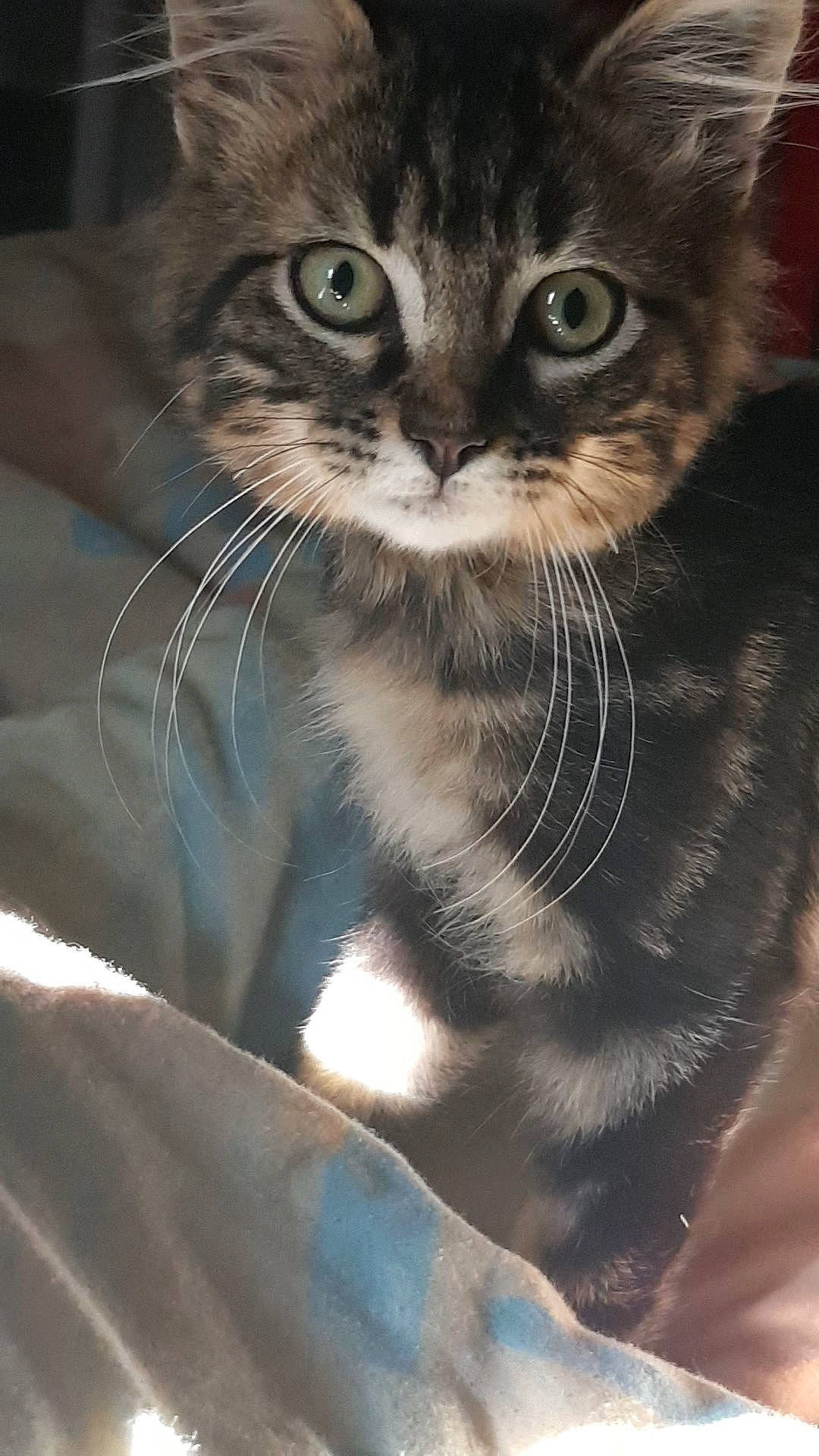 Bambino a rejoint le concours — aidez-le/la à gagner de superbes lots ! american_curl, american_shorthair, american_wirehair, asian, carnivore, cat, domestic_long_haired_cat, domestic_short_haired_cat, dragon_li, european_shorthair, eye, felidae, fur, kitten, mammal, ojos_azules, small_to_medium_sized_cats, snout, tabby_cat, whiskers