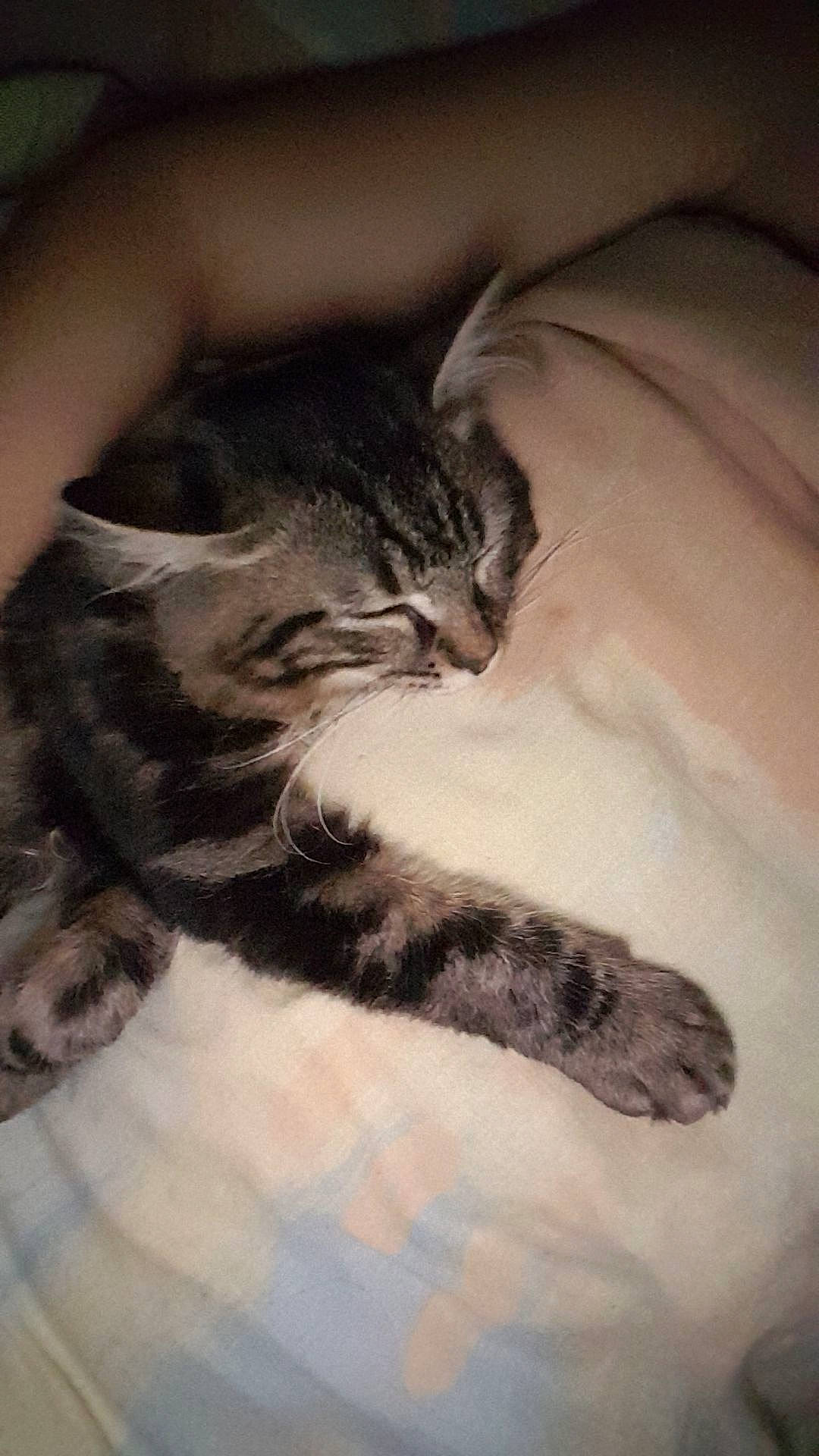 Bambino a rejoint le concours — aidez-le/la à gagner de superbes lots ! american_shorthair, asian, california_spangled, carnivore, cat, domestic_short_haired_cat, dragon_li, egyptian_mau, european_shorthair, felidae, fur, kitten, nap, norwegian_forest_cat, paw, sleep, small_to_medium_sized_cats, tabby_cat, tail, whiskers