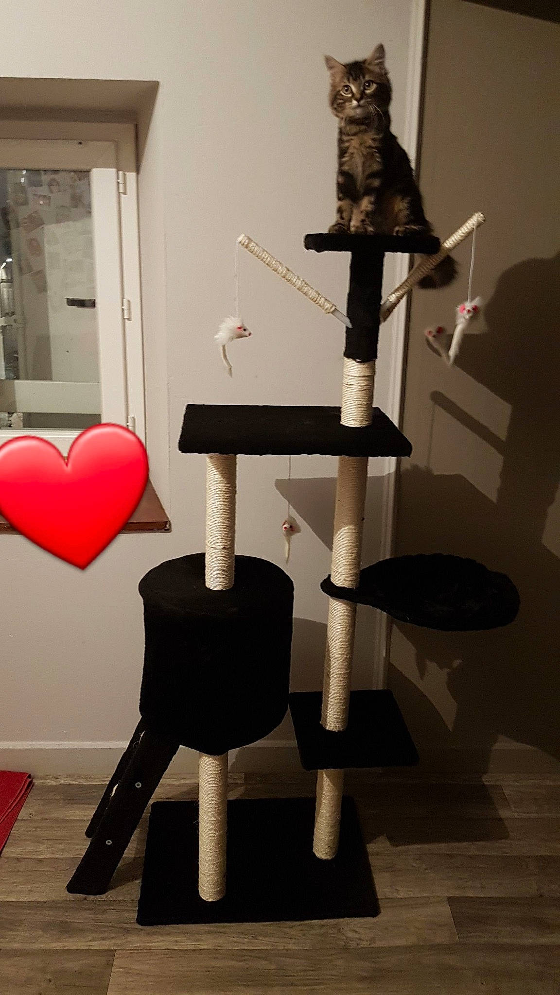 Bambino a rejoint le concours — aidez-le/la à gagner de superbes lots ! cat, felidae, furniture, small_to_medium_sized_cats, whiskers