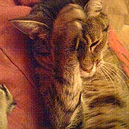 Grisouille participe au concours pour gagner de l'argent avec cette photo :