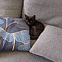Arès a rejoint le concours — aidez-le/la à gagner de superbes lots ! kitten, cat, black_cat, couch, pillows, decorative_pillow, grey_couch, furniture, indoor, pet, animal, resting, cozy, small_animal, home, cute, sleepy, fur, domestic_cat, relaxing