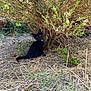 Arès participe au concours pour gagner de l'argent avec cette photo : black_cat, kitten, bush, dry_grass, yard, outdoor, animal, pet, small_cat, nature, curious, ground, plants, greenery, wildlife, feline, young_animal, sitting, looking_up, daylight