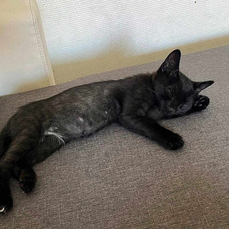 Arès participe au concours pour gagner de l'argent avec cette photo : animal, black_cat, cat, cozy, domestic_cat, ears, feline, fur, gray_surface, indoor, laying_down, mammal, paw, peaceful, pet, quiet, relaxation, resting, sleeping, whiskers