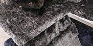 Arès participe au concours pour gagner de l'argent avec cette photo : black_cat, kitten, cat_tree, plush, furry, pet, indoor, curious, animal, cute, feline, resting, soft, gray, stairs, paw, whiskers, young, home, cozy