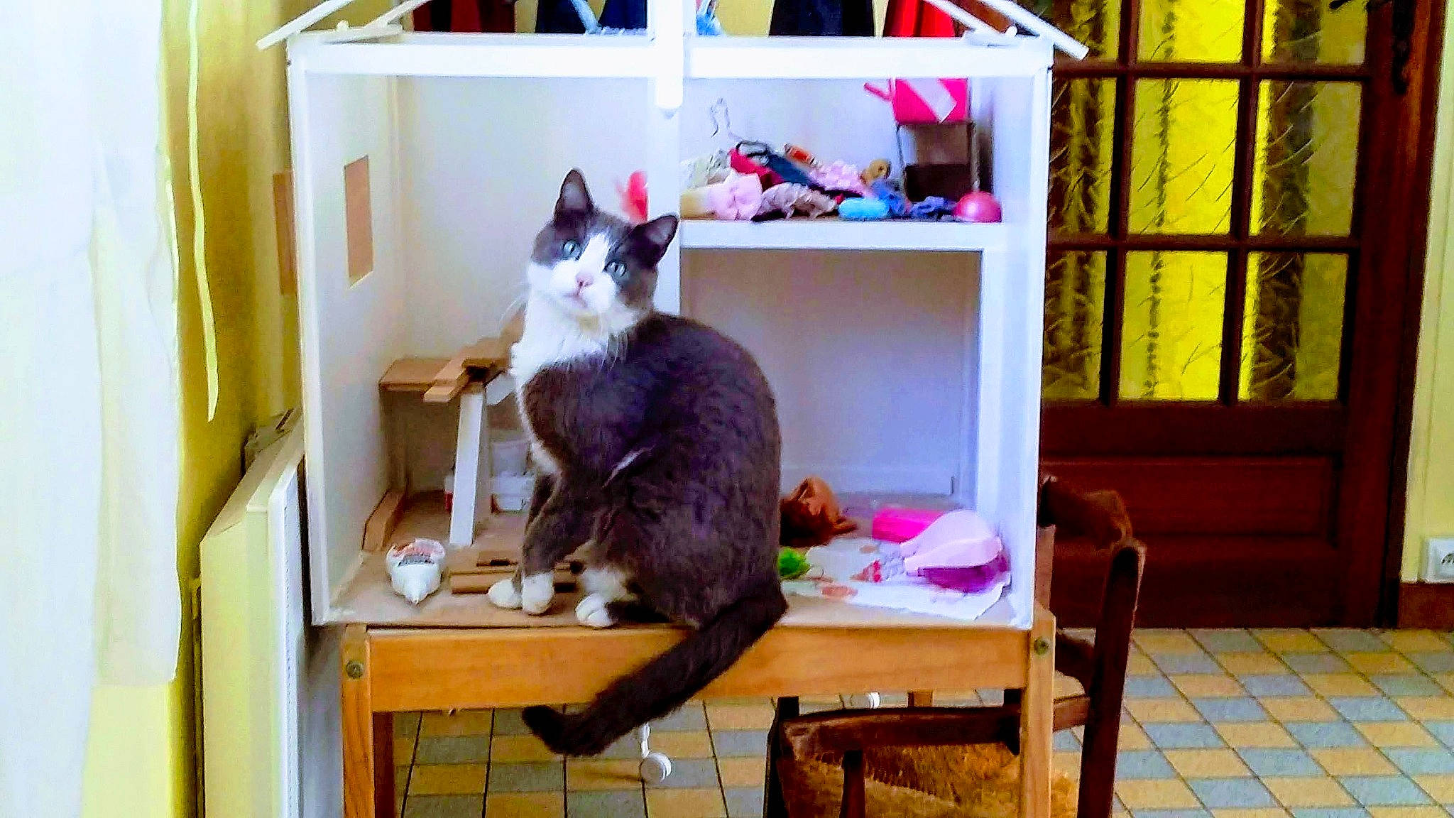 Mimi participe au concours pour gagner de l'argent avec cette photo : bookcase, carnivore, cat, cat_supply, domestic_short_haired_cat, drawer, felidae, fur, furniture, hardwood, pet_supply, room, shelf, shelving, small_to_medium_sized_cats, table, tail, whiskers, window, wood