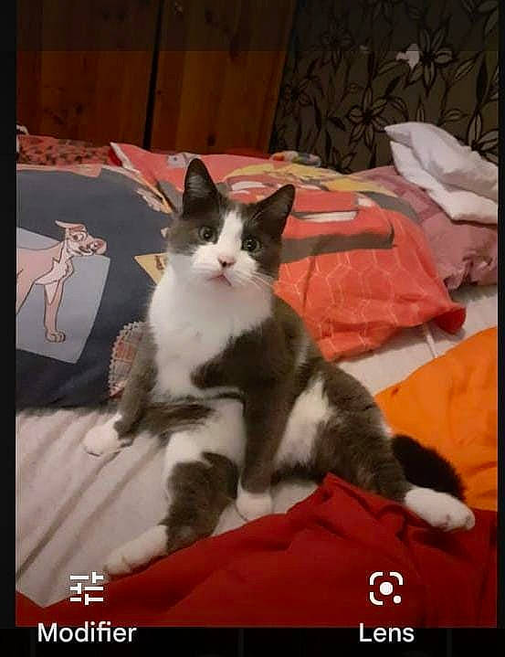 Mimi participe au concours pour gagner de l'argent avec cette photo : carnivore, cat, claw, comfort, domestic_short_haired_cat, felidae, font, formal_wear, fur, lap, paw, photo_caption, rectangle, sitting, small_to_medium_sized_cats, tail, whiskers