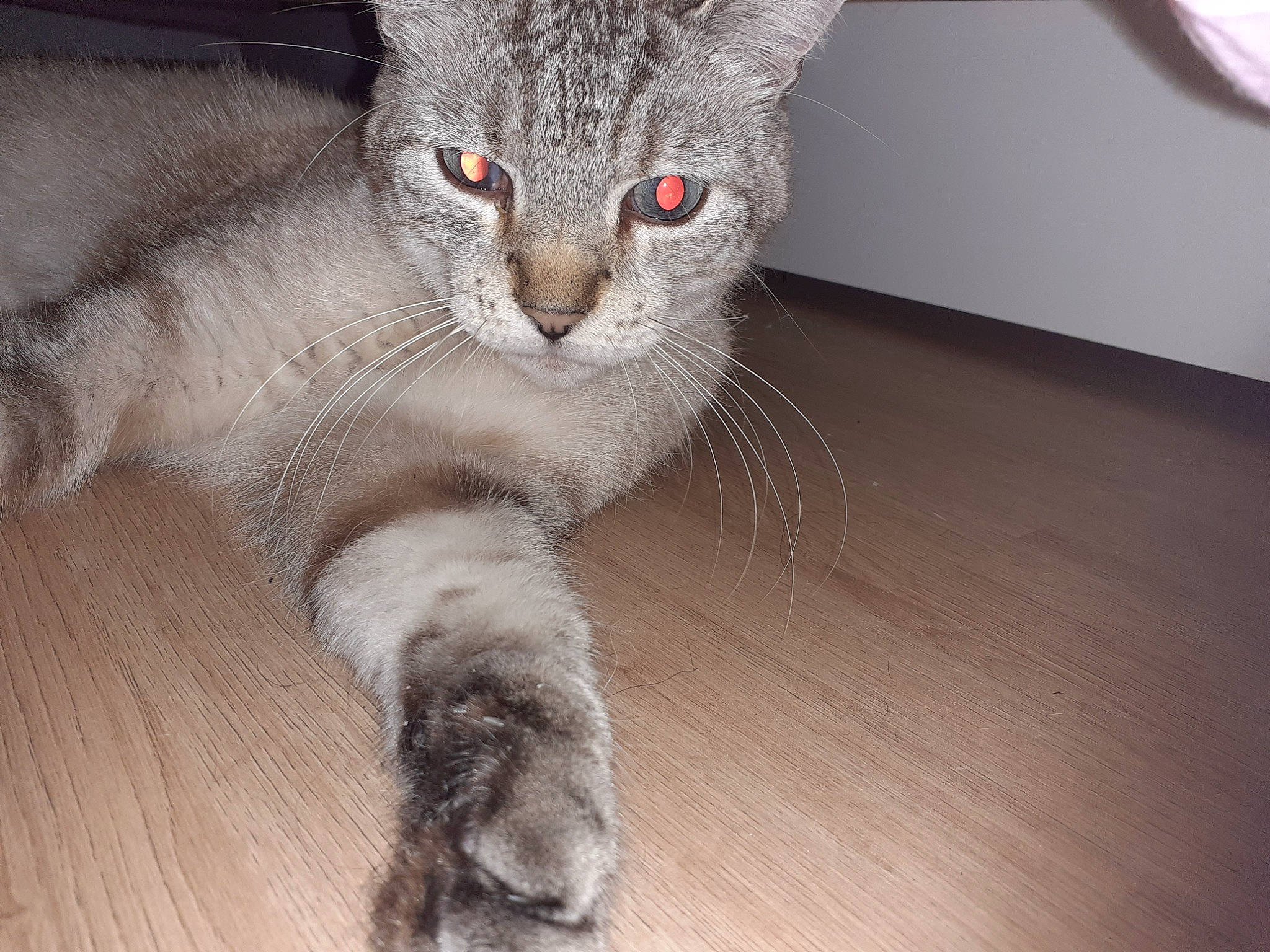 Nougat a rejoint le concours — aidez-le/la à gagner de superbes lots ! carnivore, cat, claw, domestic_short_haired_cat, felidae, flooring, fur, grey, hardwood, laminate_flooring, paw, russian_blue, small_to_medium_sized_cats, snout, tail, terrestrial_animal, varnish, whiskers, wood, wood_flooring