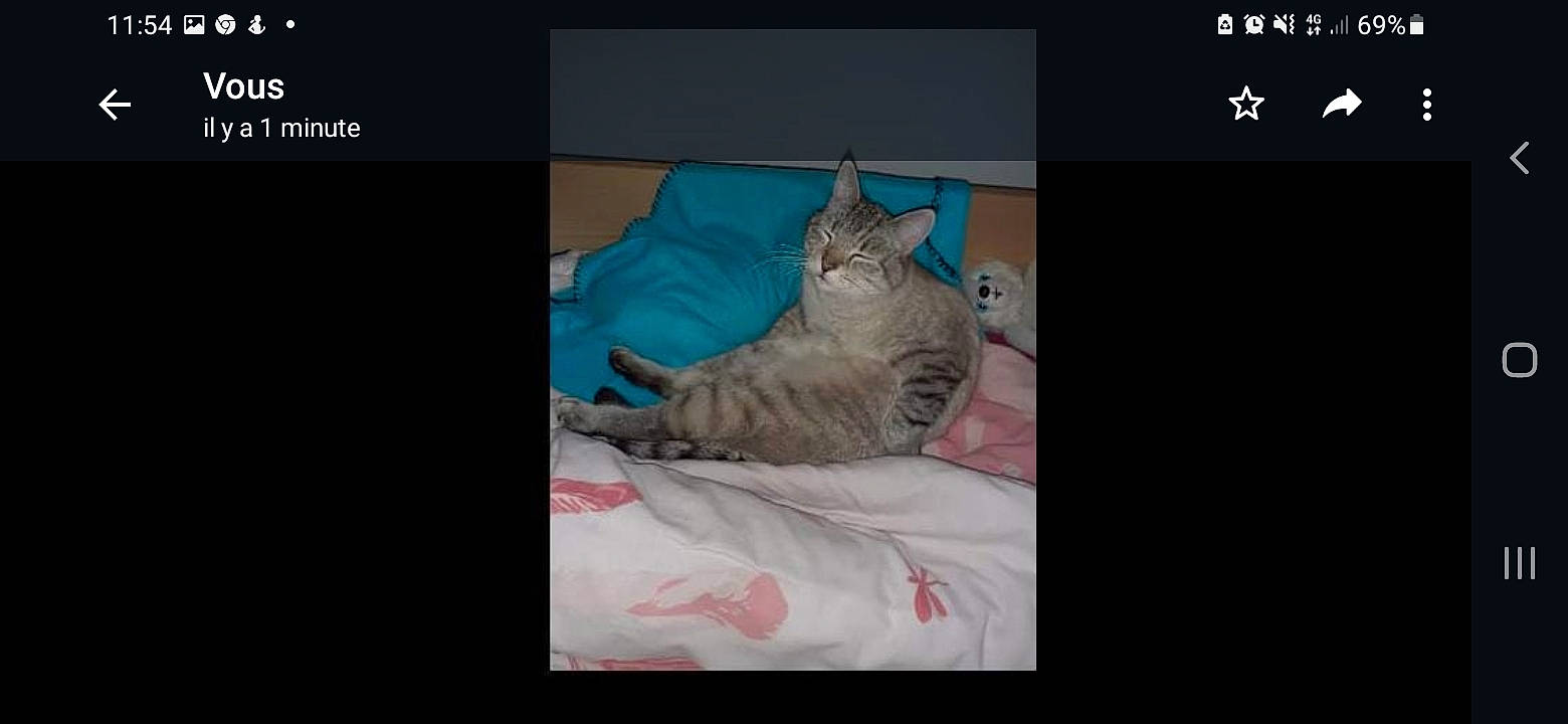 Nougat participe au concours pour gagner de l'argent avec cette photo : bed, bed_sheet, bedding, carnivore, cat, comfort, domestic_short_haired_cat, electric_blue, felidae, font, fur, linens, magenta, multimedia, photo_caption, rectangle, room, screenshot, small_to_medium_sized_cats, whiskers