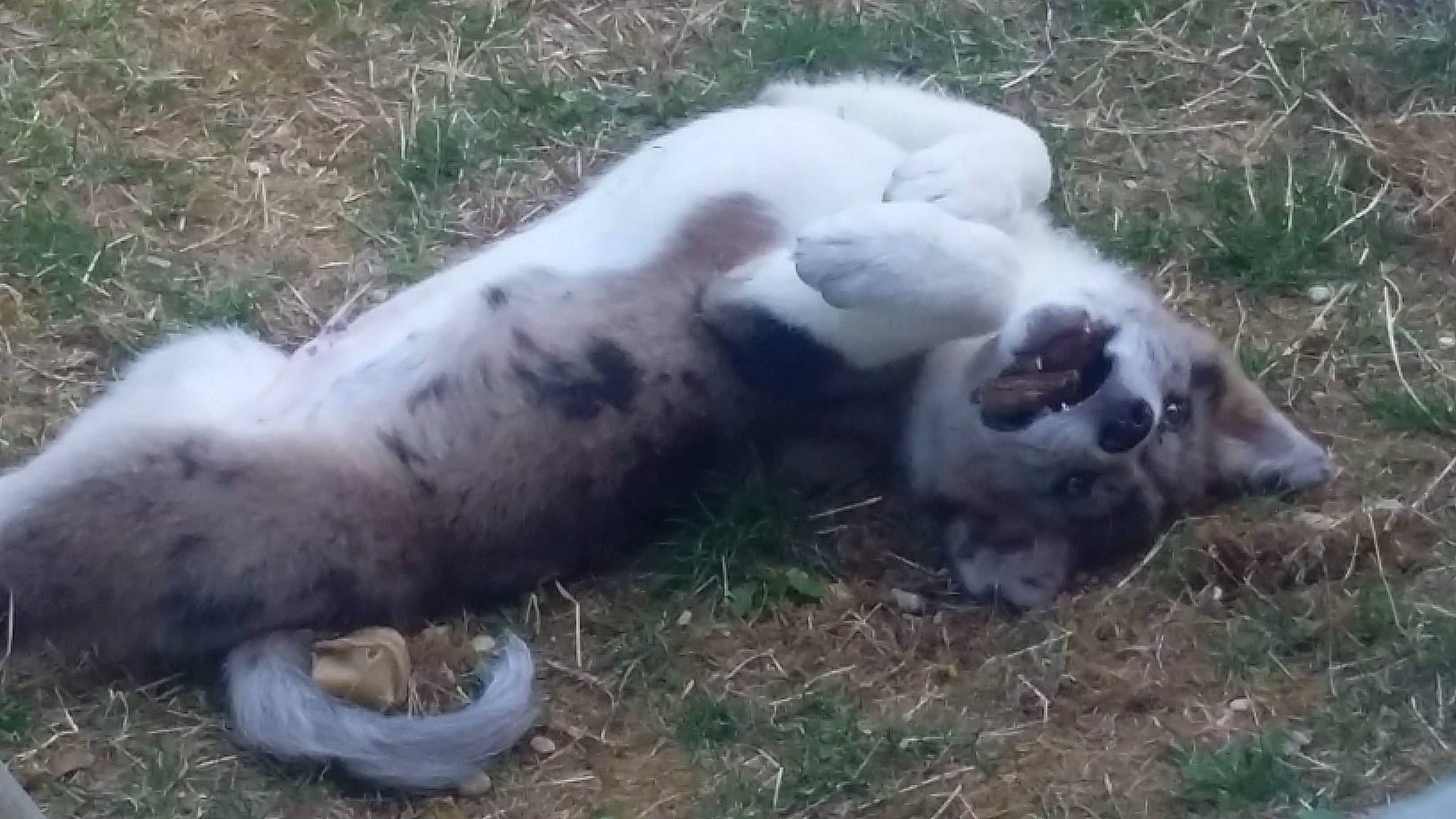 Onely participe au concours pour gagner de l'argent avec cette photo : bovine, canidae, companion_dog, dairy, dog_breed, domestic_rabbit, fawn, fur, goat, goats, grass, grazing, livestock, pasture, plant, sheep, snout, terrestrial_animal, whiskers, working_animal