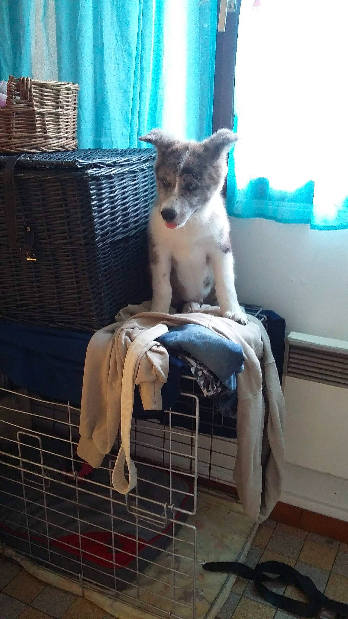 Onely a rejoint le concours — aidez-le/la à gagner de superbes lots ! blue, carnivore, comfort, companion_dog, couch, dog, dog_breed, fawn, felidae, flooring, fur, living_room, pet_supply, sitting, small_to_medium_sized_cats, sporting_group, tail, whiskers, window, wood